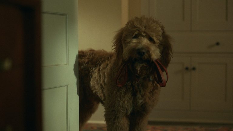 Lições de química deixam seis e trinta fãs na casinha do cachorro