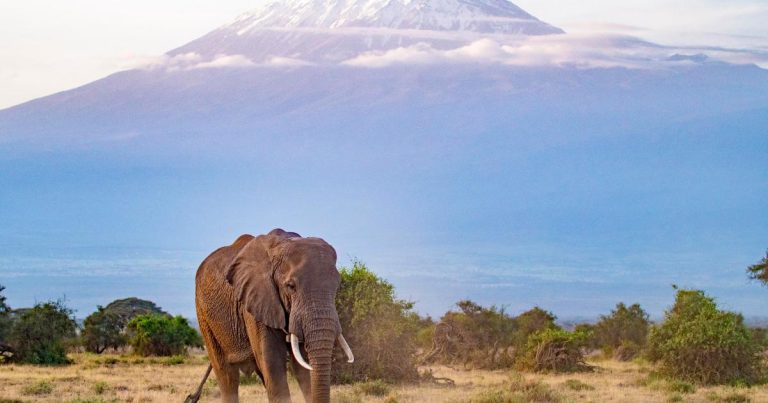 Você nunca viu um documento da natureza como as rainhas de Nat Geo