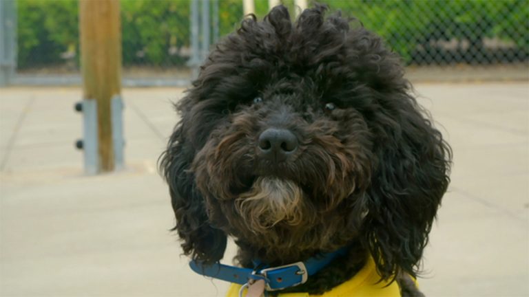 A casa de cachorro não é um show de namoro para cães, é terapia