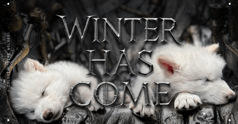 Mova -se sobre Game of Thrones, o verdadeiro lobo está de volta!