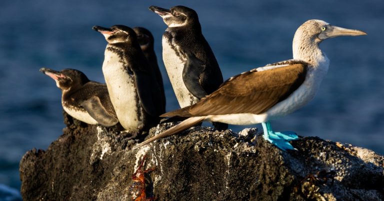 Segredos dos pinguins destacam os Galápagos, onde os esforços de conservação o deixam com admiração