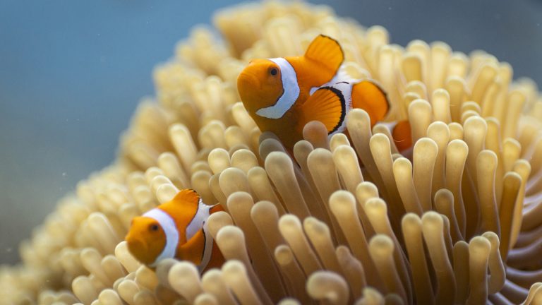 Ocean com David Attenborough não é apenas um documentário; É uma chamada de alerta