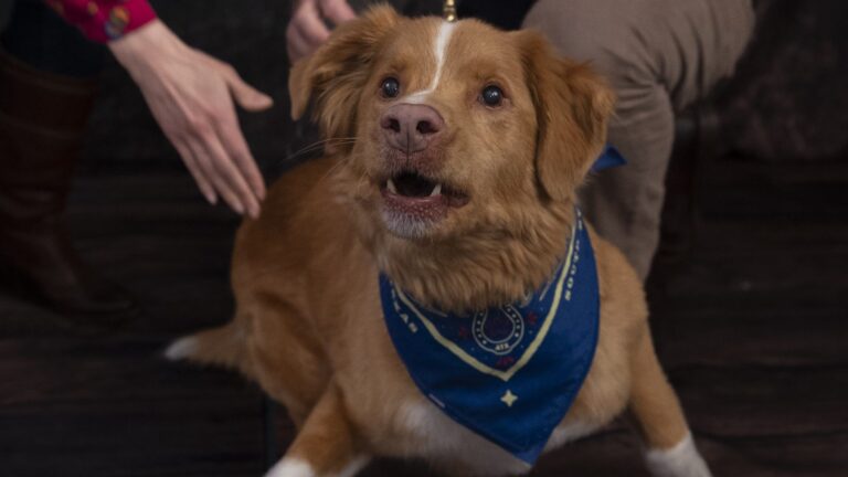 Bons meninos e meninas: o melhor filme e cães de TV